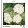 Схема картини Золота Підкова ЗПК-053 "Білі гортензії" для вишивання бісером на шовку