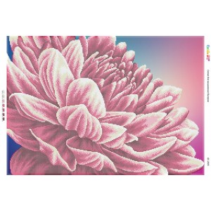 БС-2025 Хризантема бузкова. Схема для вишивки бісером