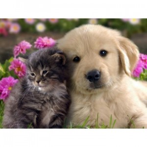 Алмазна мозаїка 30х40 "Котик і собачка" ST451