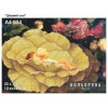 Картина для вишивки формату А4 034 "Цікавий сон"