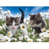 Алмазна мозаїка "Котики у ромашках" 30х40 ST473