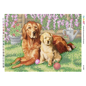 БС-3285 Золотистий ретривер. Схема для вишивки бісером